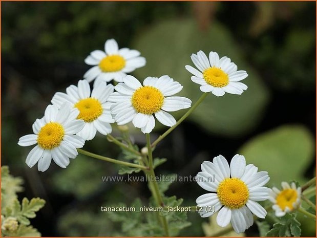 Tanacetum niveum 'Jackpot' | Moederkruid, Wormkruid