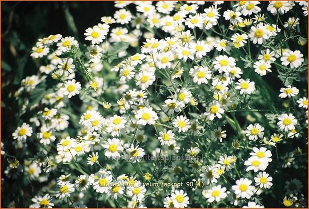 Tanacetum niveum 'Jackpot' | Moederkruid, Wormkruid