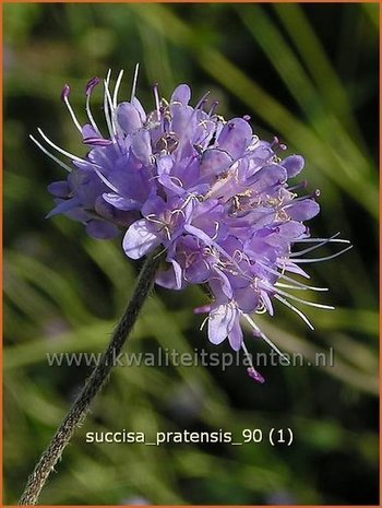 Succisa pratensis | Blauwe knoop
