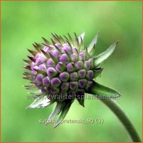 Succisa pratensis | Blauwe knoop