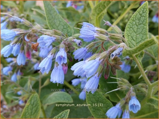 Symphytum azureum | Smeerwortel