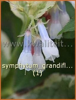 Symphytum grandiflorum 'Goldsmith' | Smeerwortel