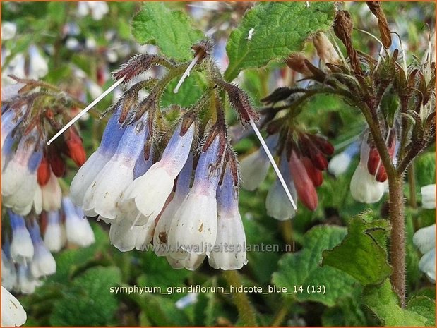 Symphytum grandiflorum 'Hidcote Blue' | Smeerwortel