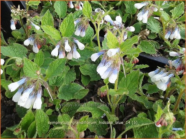 Symphytum grandiflorum 'Hidcote Blue' | Smeerwortel