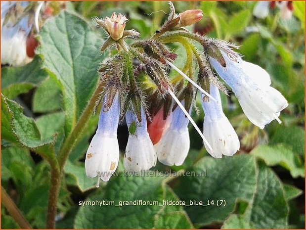 Symphytum grandiflorum 'Hidcote Blue' | Smeerwortel