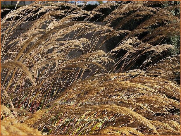 Stipa calamagrostis | Diamantgras, Vedergras