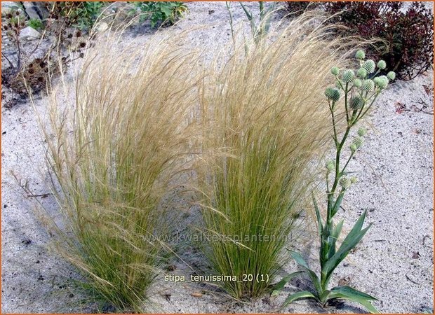 Stipa tenuissima | Vedergras