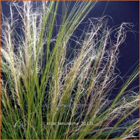 Stipa tenuissima | Vedergras