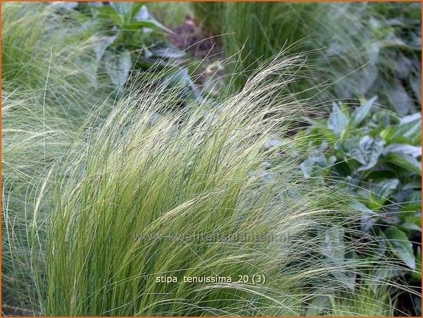 Stipa tenuissima | Vedergras