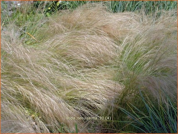 Stipa tenuissima | Vedergras