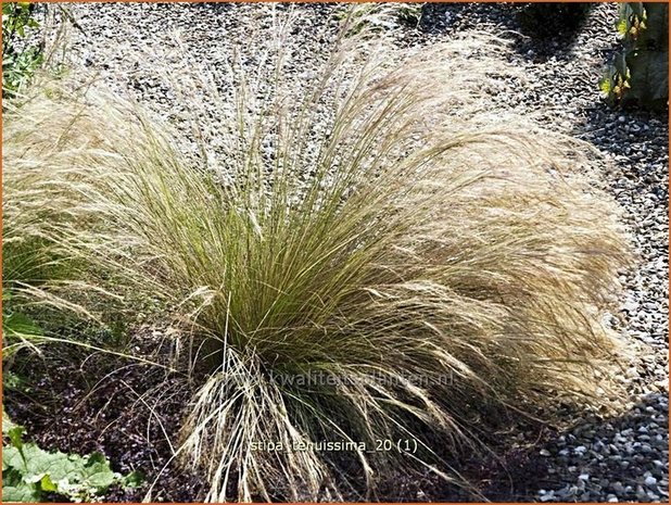Stipa tenuissima | Vedergras