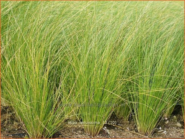 Stipa tenuissima | Vedergras
