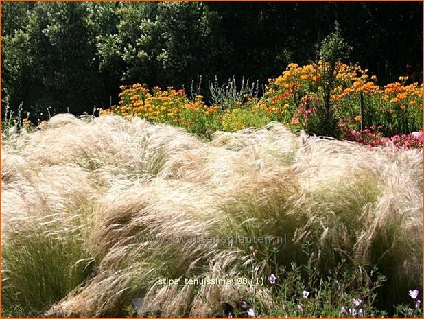 Stipa tenuissima | Vedergras