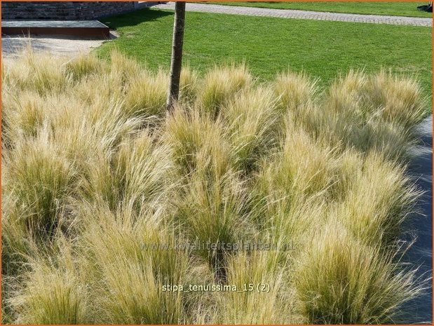 Stipa tenuissima | Vedergras