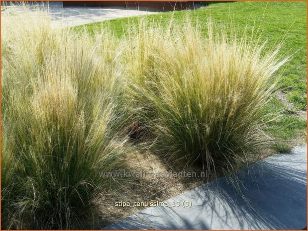 Stipa tenuissima | Vedergras