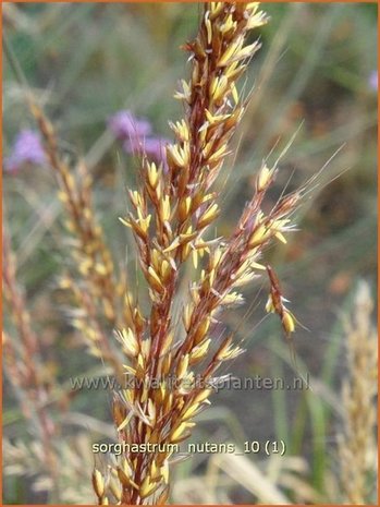 Sorghastrum nutans | Goudbaardgras