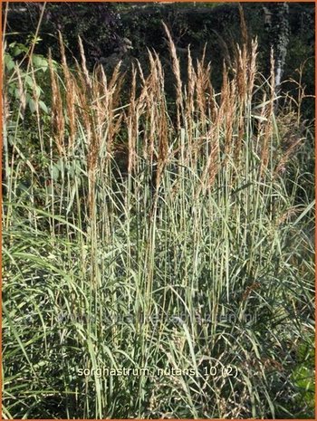 Sorghastrum nutans | Goudbaardgras