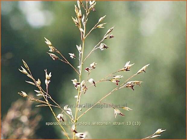 Sporobolus heterolepis 'Wisconsin Strain' | Parelgras, Prairiedropzaad