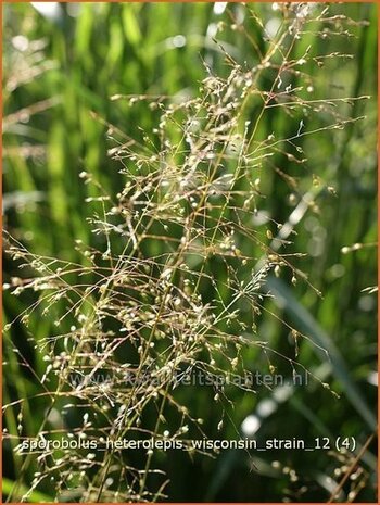 Sporobolus heterolepis 'Wisconsin Strain' | Parelgras, Prairiedropzaad
