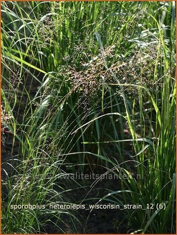 Sporobolus heterolepis 'Wisconsin Strain' | Parelgras, Prairiedropzaad