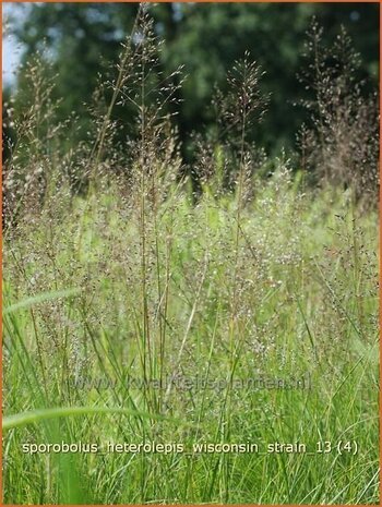 Sporobolus heterolepis 'Wisconsin Strain' | Parelgras, Prairiedropzaad