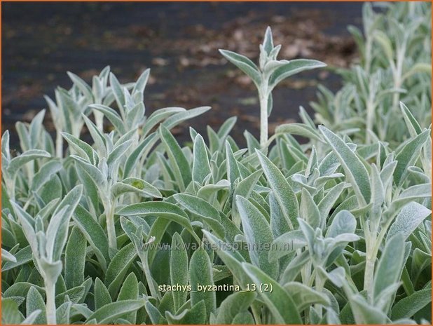 Stachys byzantina | Ezelsoor, Andoorn, Bereoren