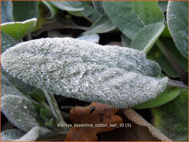 Stachys byzantina 'Cotton Ball' | Ezelsoor, Andoorn, Bereoren