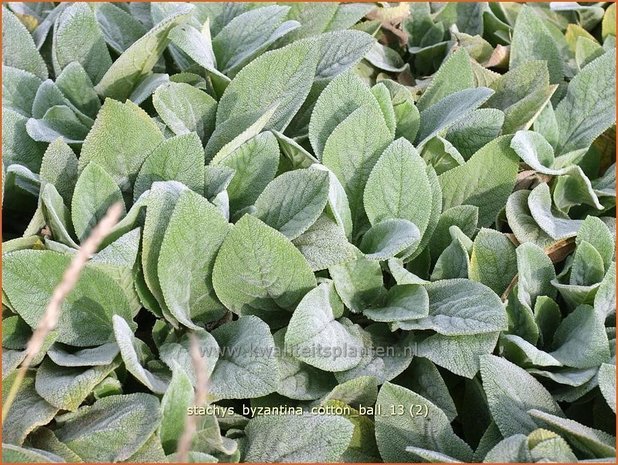 Stachys byzantina 'Cotton Ball' | Ezelsoor, Andoorn, Bereoren