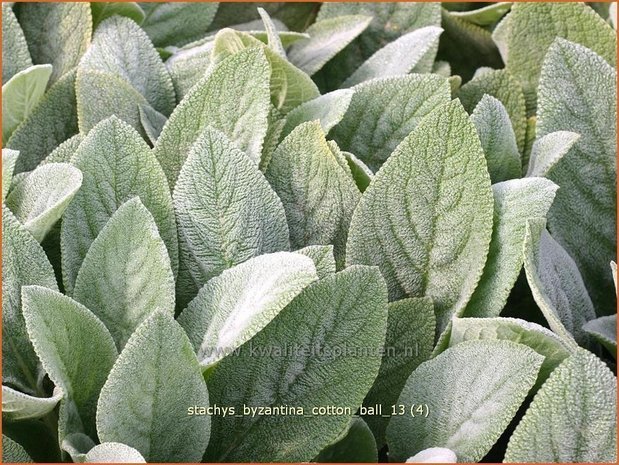 Stachys byzantina 'Cotton Ball' | Ezelsoor, Andoorn, Bereoren