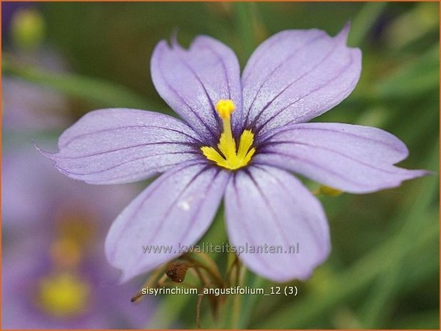 Sisyrinchium angustifolium | Bieslelie