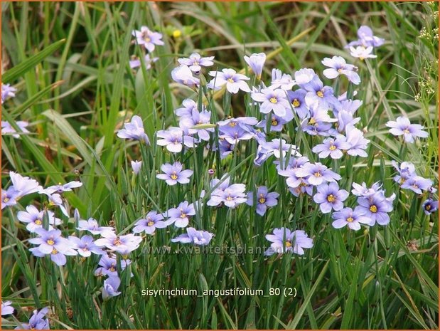 Sisyrinchium angustifolium | Bieslelie