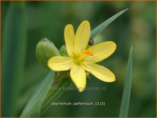 Sisyrinchium californicum | Bieslelie