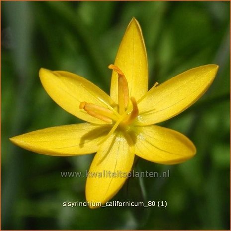Sisyrinchium californicum | Bieslelie