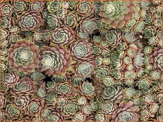 Sempervivum 'Triste' | Huislook, Donderblad