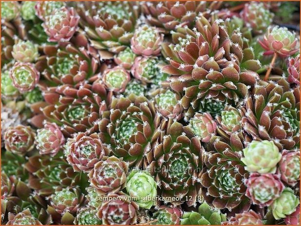 Sempervivum 'Silberkarneol' | Huislook, Donderblad