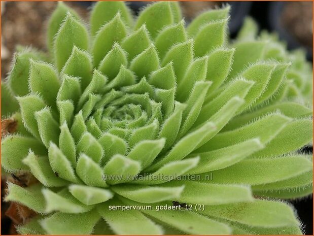 Sempervivum 'Godaert' | Huislook, Donderblad