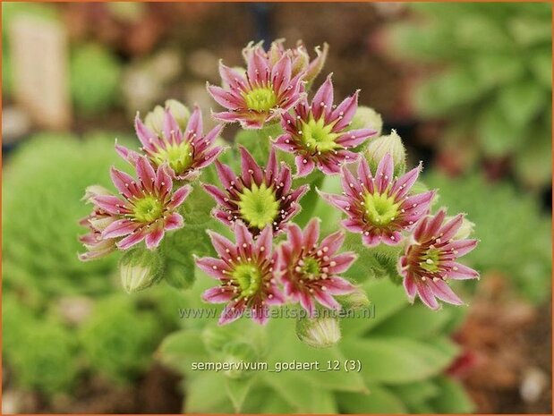 Sempervivum 'Godaert' | Huislook, Donderblad