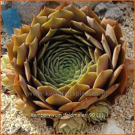 Sempervivum 'Feldmaier' | Huislook, Donderblad