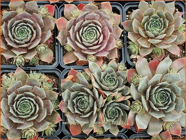 Sempervivum 'Feldmaier' | Huislook, Donderblad