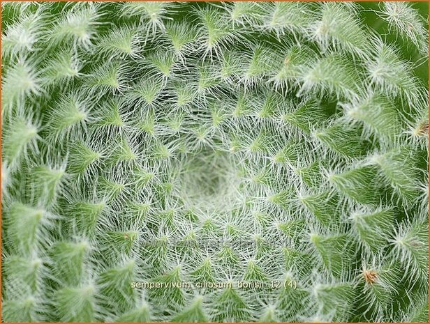 Sempervivum ciliosum borisii | Huislook, Donderblad | Bewimperte Kugel-Steinrose | Teneriffe Houseleek