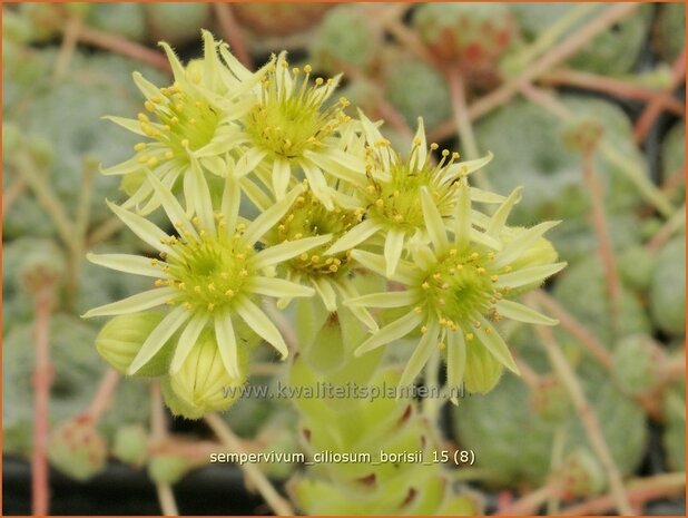 Sempervivum ciliosum borisii | Huislook, Donderblad