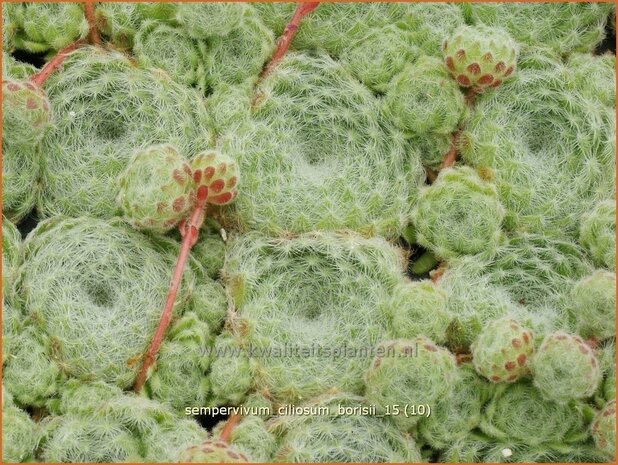 Sempervivum ciliosum borisii | Huislook, Donderblad