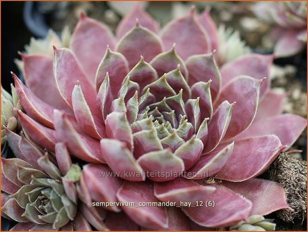 Sempervivum 'Commander Hay' | Huislook, Donderblad