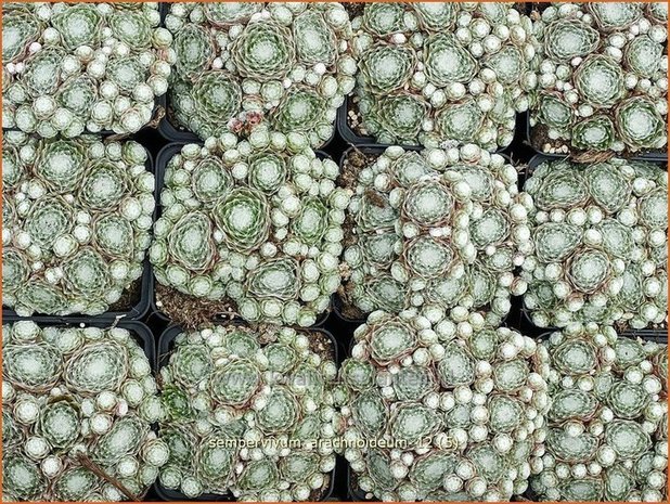 Sempervivum arachnoideum | Huislook, Donderblad, Spinnenwebhuislook