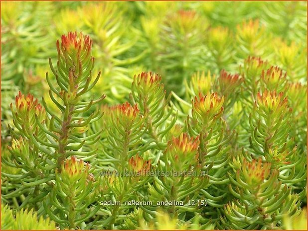 Sedum reflexum 'Angelina' | Hemelsleutel, Vetkruid