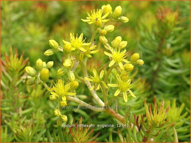 Sedum reflexum 'Angelina' | Hemelsleutel, Vetkruid