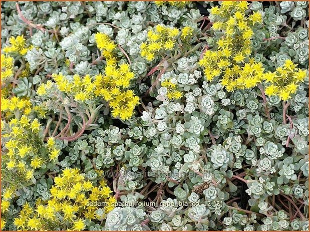 Sedum spathulifolium 'Cape Blanco' | Hemelsleutel, Vetkruid