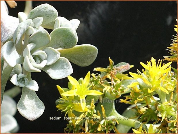 Sedum spathulifolium 'Cape Blanco' | Hemelsleutel, Vetkruid