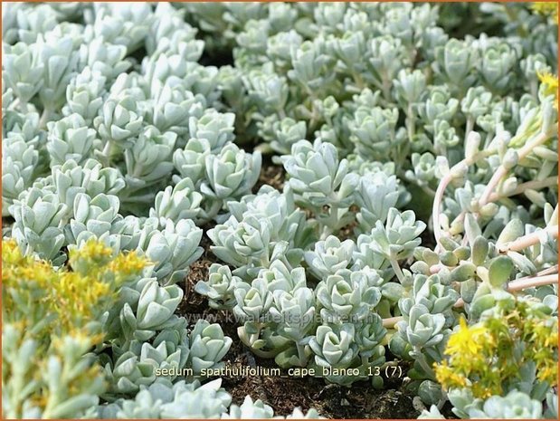 Sedum spathulifolium 'Cape Blanco' | Hemelsleutel, Vetkruid