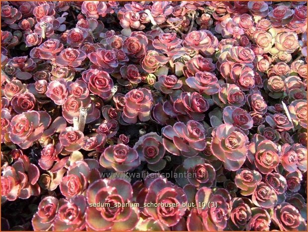 Sedum spurium 'Schorbuser Blut' | Roze vetkruid